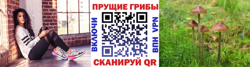 Псилоцибиновые грибы Cubensis  Котельники 